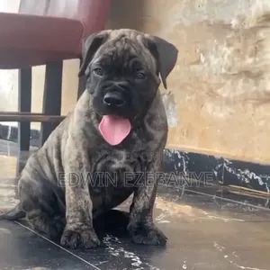 1-3 months Male Purebred Boerboel
