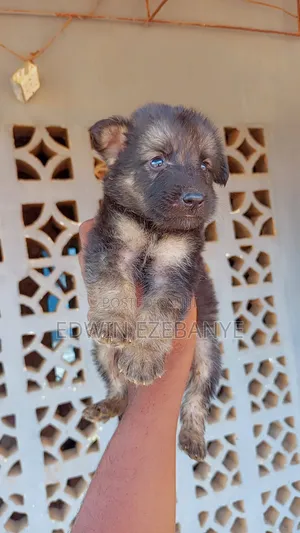1-3 months Male Purebred German Shepherd