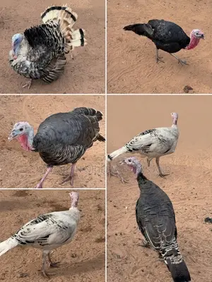 Mature Turkeys (Toms & Hens) – Ideal for Breeding & Meat