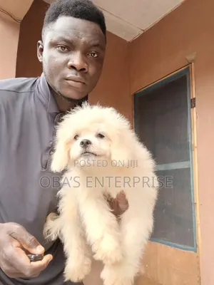 3-6 months Male Purebred Lhasa Apso