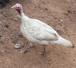 Mature Broad Breasted White Turkey