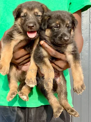 1-3 months Female Purebred German Shepherd