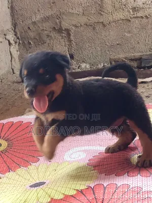 1-3 months Male Purebred Rottweiler