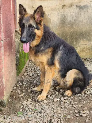 1-3 months Female Purebred German Shepherd