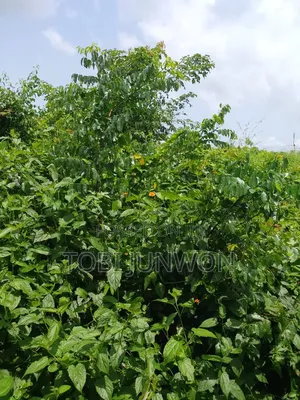 A Plot of Land for Sale at Ogun State Ifo , Cheap and Affordable.