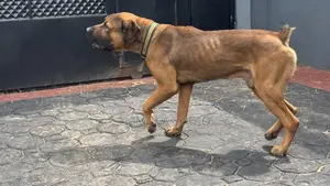 1+ year Male Mixed Breed Boerboel