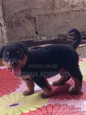 1-3 months Male Purebred Rottweiler