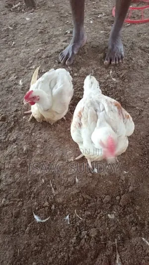Farm Products