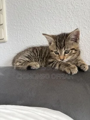 1-3 months Male Purebred American Shorthair