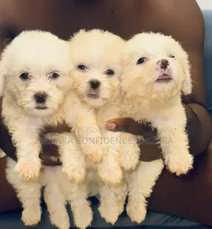 1-3 months Female Purebred Lhasa Apso