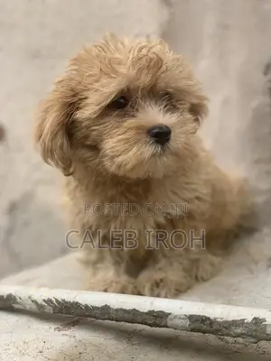 1-3 months Female Purebred Lhasa Apso