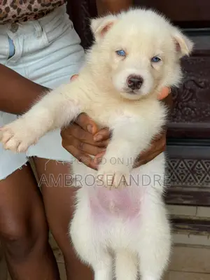1-3 months Female Purebred Siberian Husky