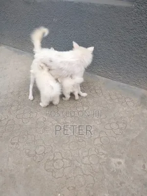 1-3 months Male Purebred American Eskimo