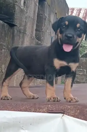 1-3 months Male Purebred Rottweiler