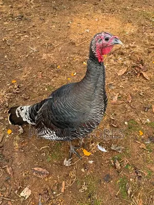 Mature Cockrel, Male Noiler, Female Turkey and Broiler for Sale