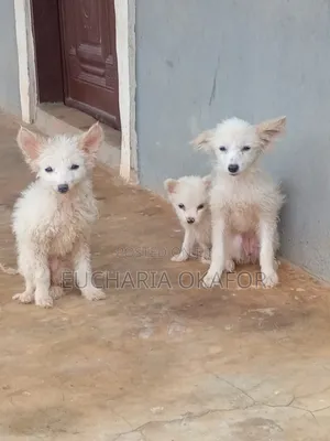 1-3 months Female Purebred American Eskimo