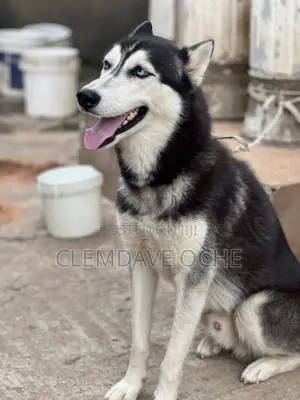 1+ year Male Purebred Siberian Husky
