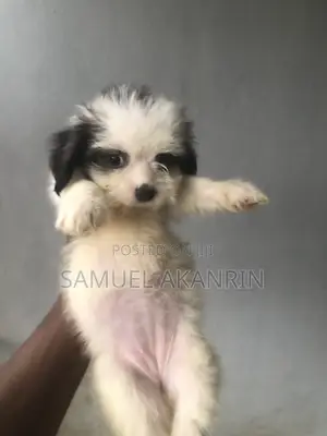 1-3 months Female Purebred Lhasa Apso