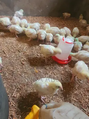 2 Weeks Healthy Broiler Chicks for Sale