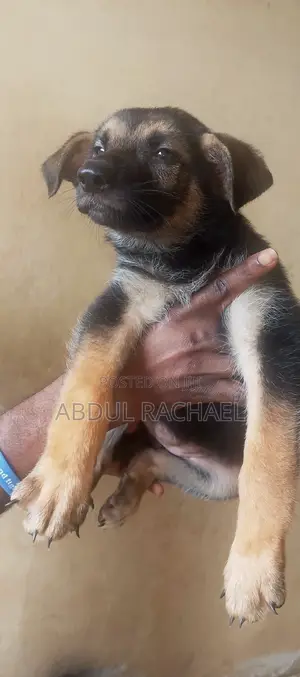 1-3 months Female Purebred German Shepherd