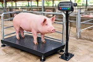 Electronic Weighing Machine