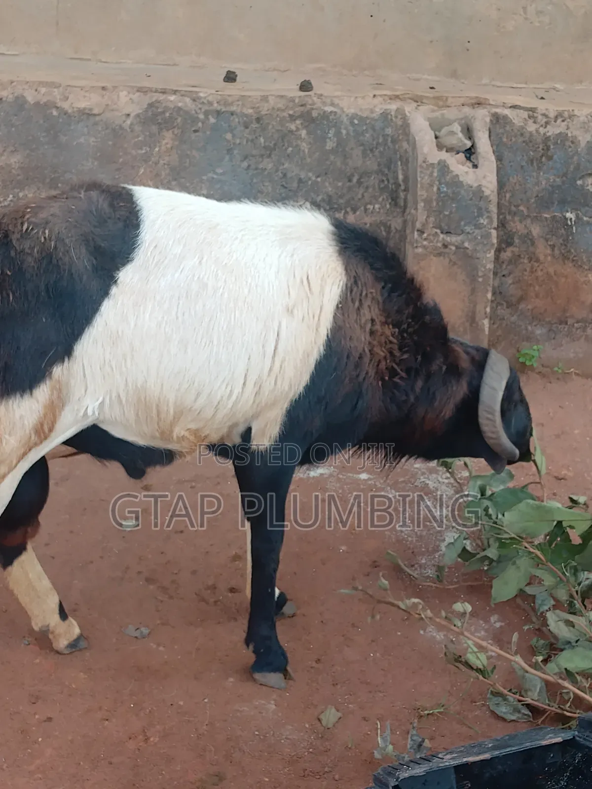 Healthy, Very Strong Ram