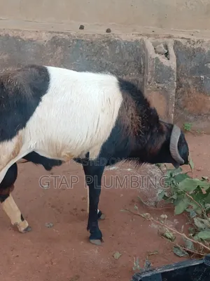 Healthy, Very Strong Ram