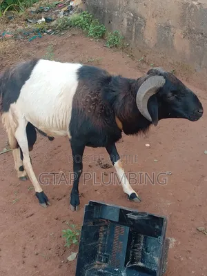 Healthy, Very Strong Ram