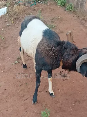 Healthy, Very Strong Ram