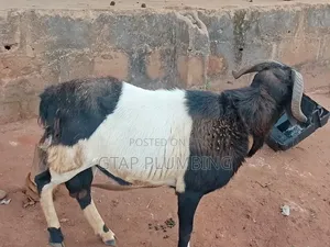 Healthy, Very Strong Ram