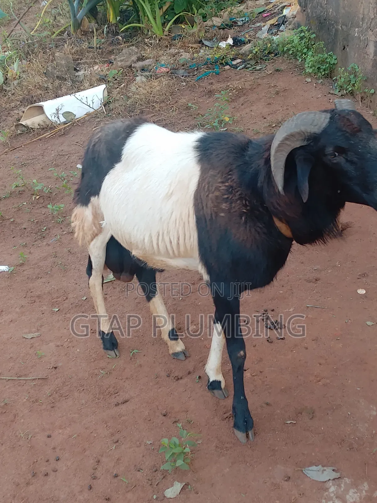 Healthy, Very Strong Ram