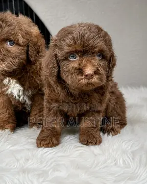 1-3 months Female Purebred Poodle