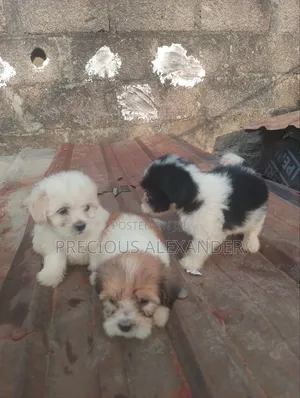 1-3 months Male Purebred Lhasa Apso