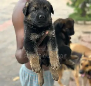 0-1 month Male Purebred German Shepherd