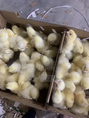 Day Old Chicks