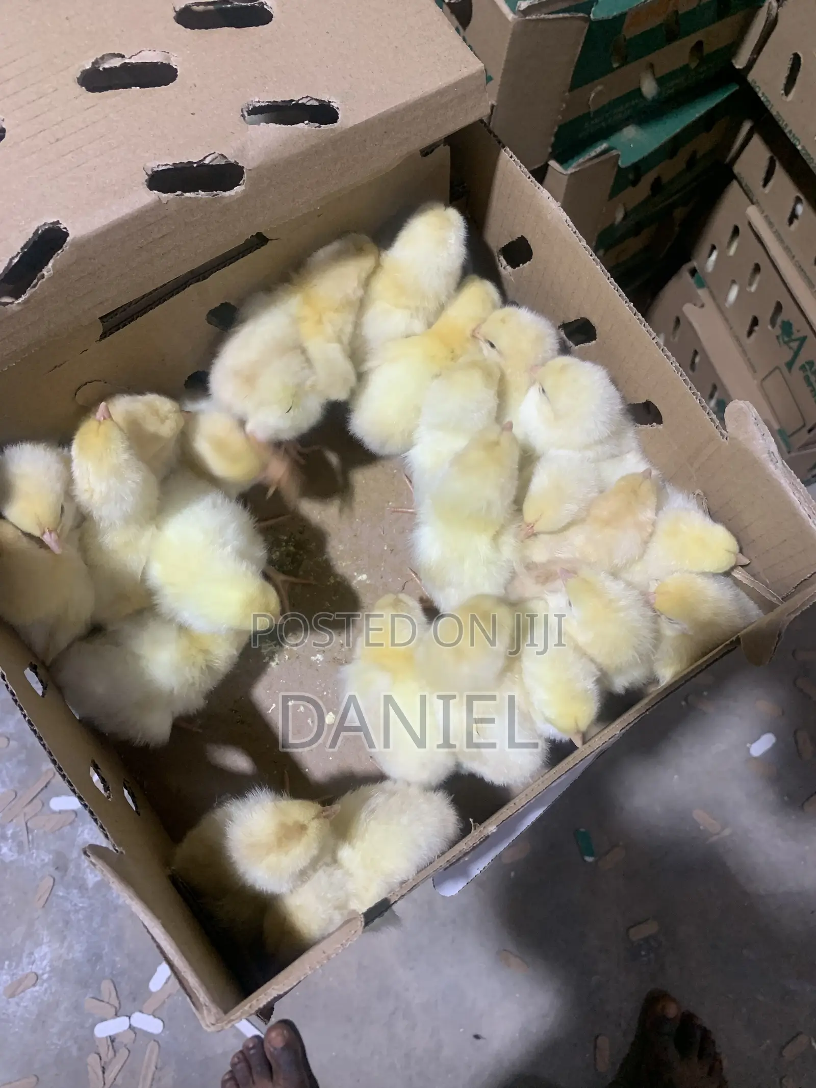 Day Old Chicks