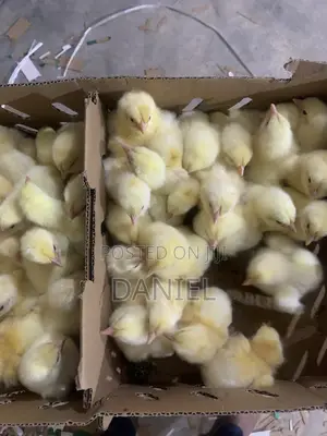 Day Old Chicks