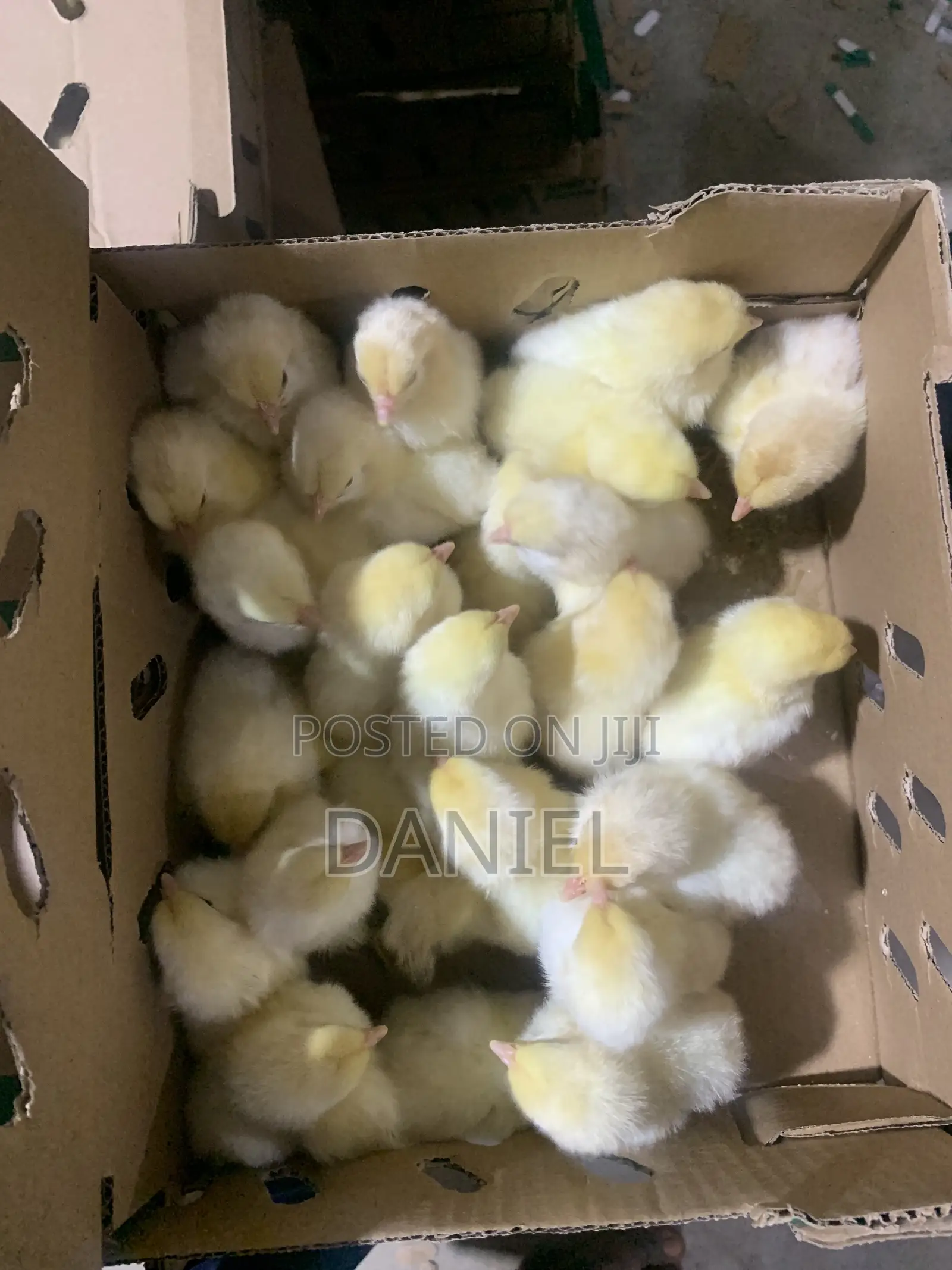 Day Old Chicks