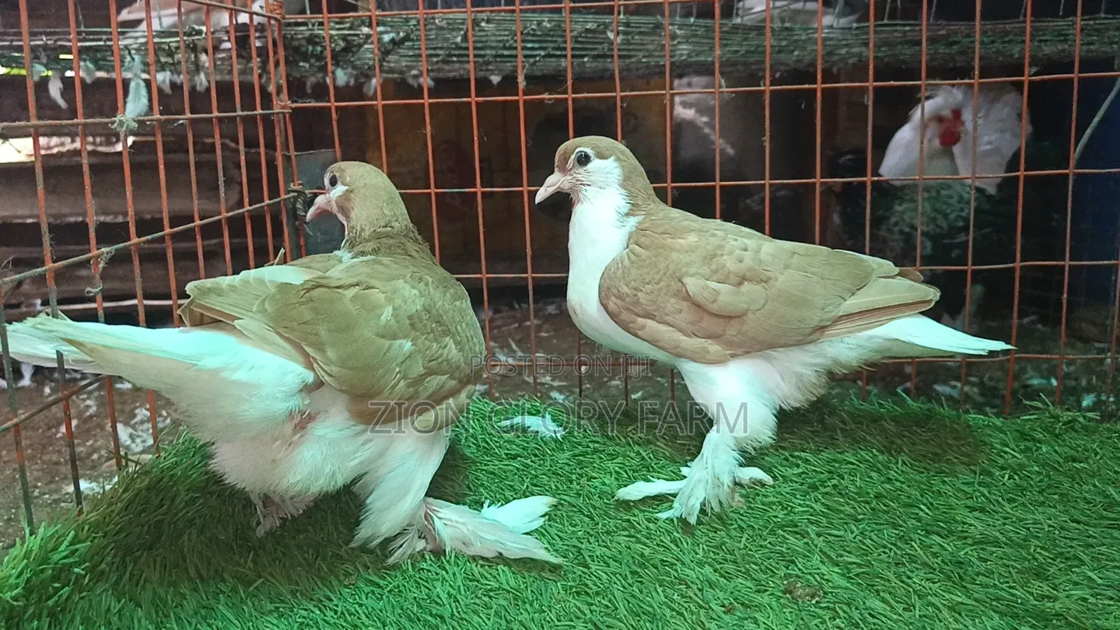 Golden Lahore Pigeon