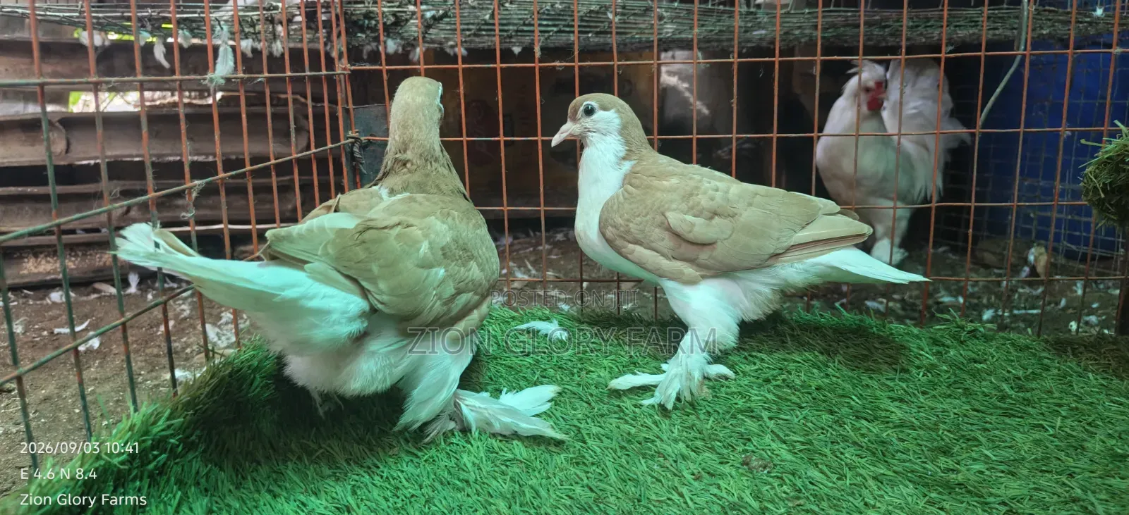 Golden Lahore Pigeon