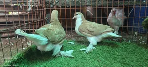 Golden Lahore Pigeon