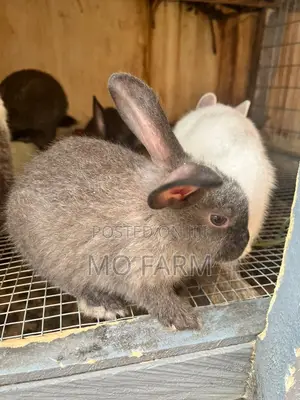 Pet Bunnies