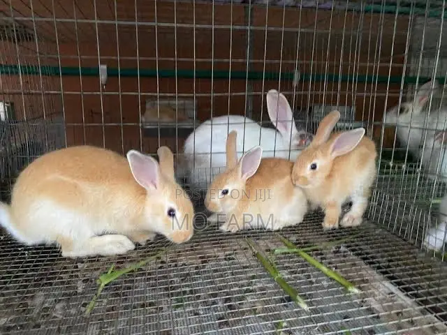 Pet Bunnies