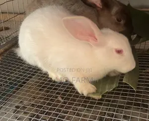 Pet Bunnies