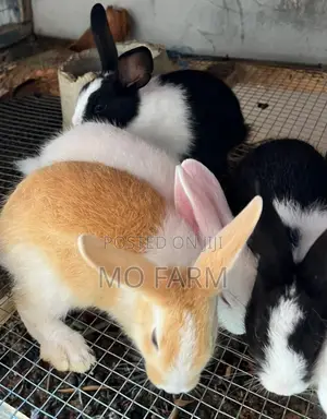 Pet Bunnies