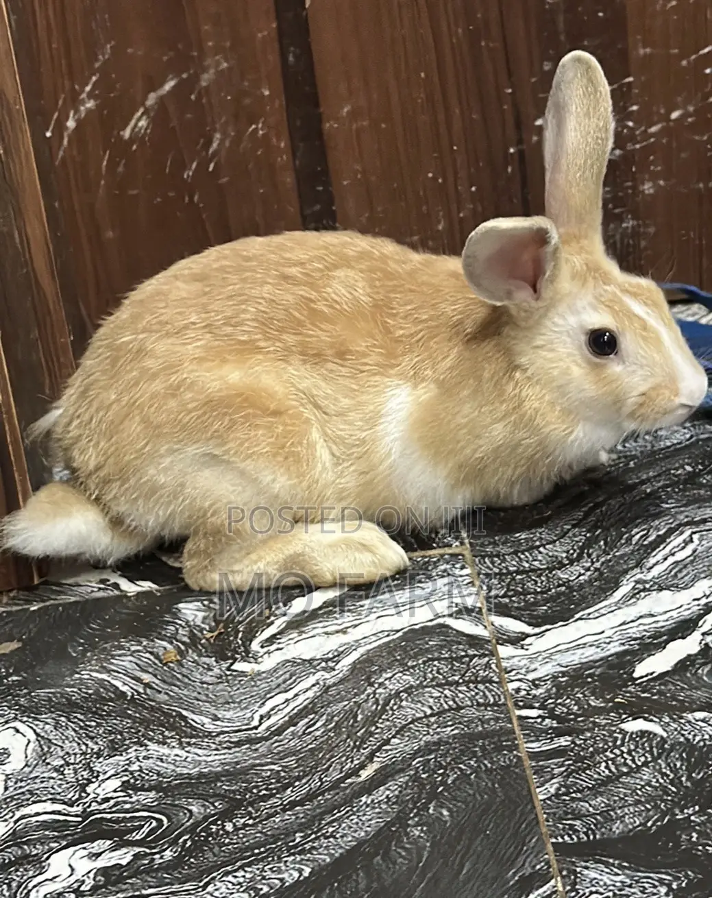 Pet Bunnies