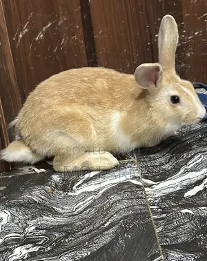 Pet Bunnies