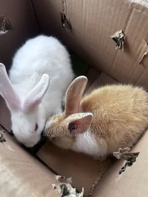 Pet Bunnies