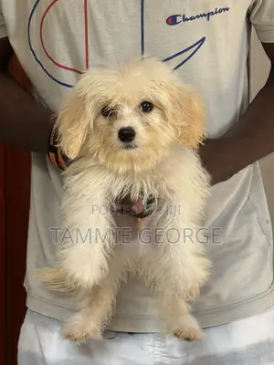 1-3 months Male Purebred Lhasa Apso