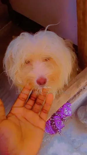 3-6 months Female Purebred Lhasa Apso